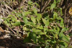 Neuracanthus trinervius